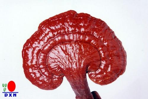 Ganoderma / linghzi , pecstviasz / gomba