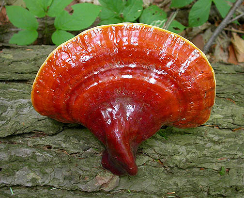 Ganoderma a termszetben